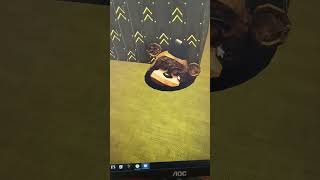 O Holera Chita Freddy Fazbeard