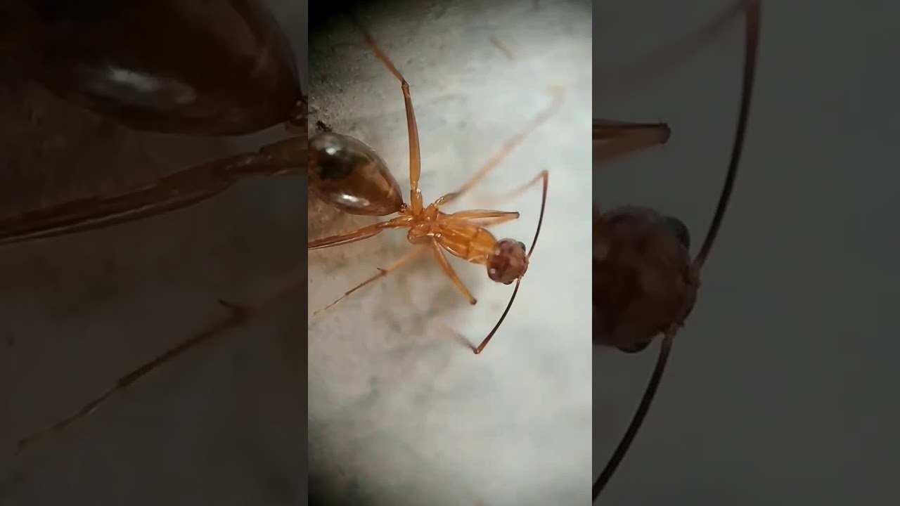 two bad ants two bad ants
