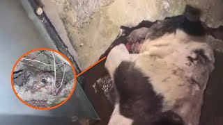 Stray dog ​​digs rocks with Bleeding Paws to Save Kitten!