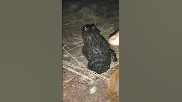 Awesome frog #frog #funny