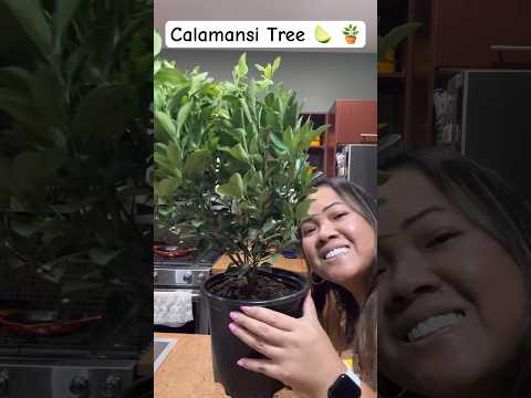 My little Calamansi Tree 🪴 🍋‍🟩 from Amazon
