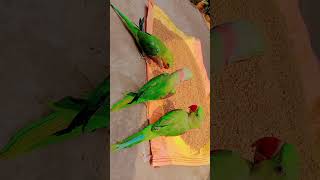parrot sound #shortvideo #shorts #viralvideo #viral #youtubeshorts #ytshorts
