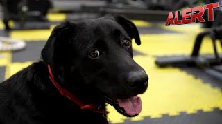 Ukrainian Dog With Prosthetic Paws Inspires Wounded Veterans On Their Recovery Journey | ALERT News