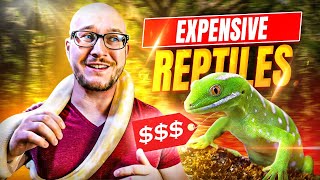 Top 5 MOST EXPENSIVE Beginner Reptiles IN THE WORLD!