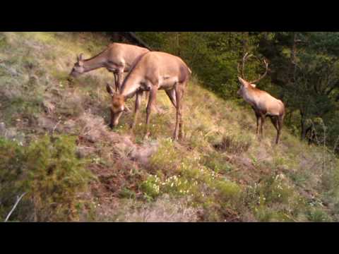 ირმის მყვირლობა ბორჯომ-ხარაგაულის ეროვნულ პარკში | Borjomi-Kharagauli National Park
