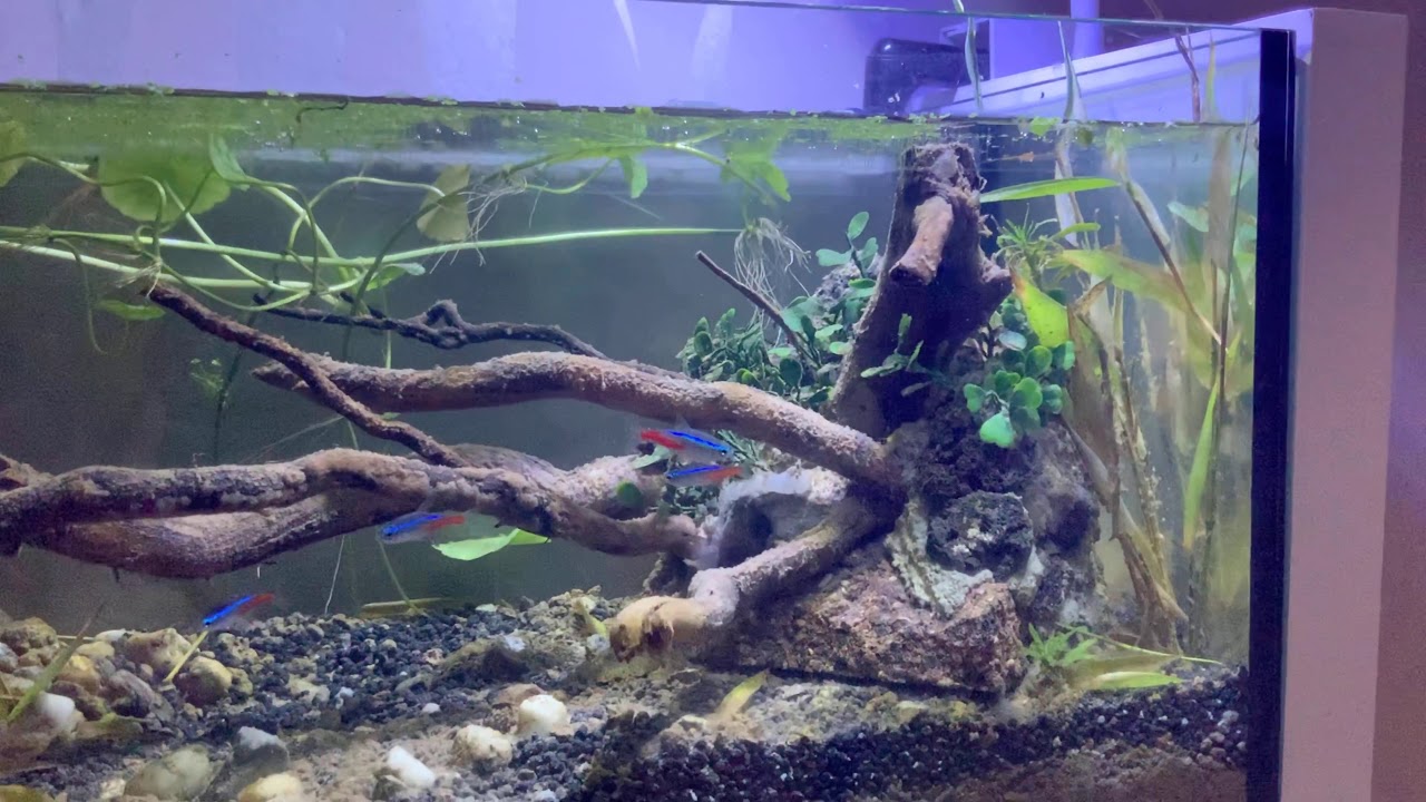 il mio acquario - YouTube