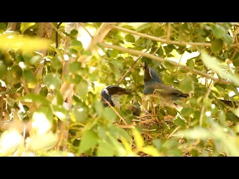Scrub Jay Nest chick activity raw footage 5-01-2015 (4 clips) V18180