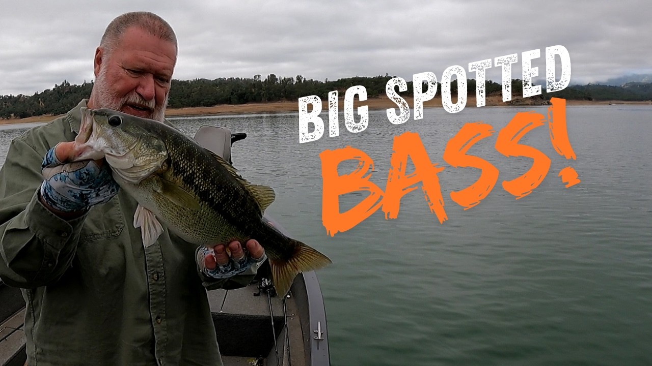 The Big Spotted Bass Were Biting Today!