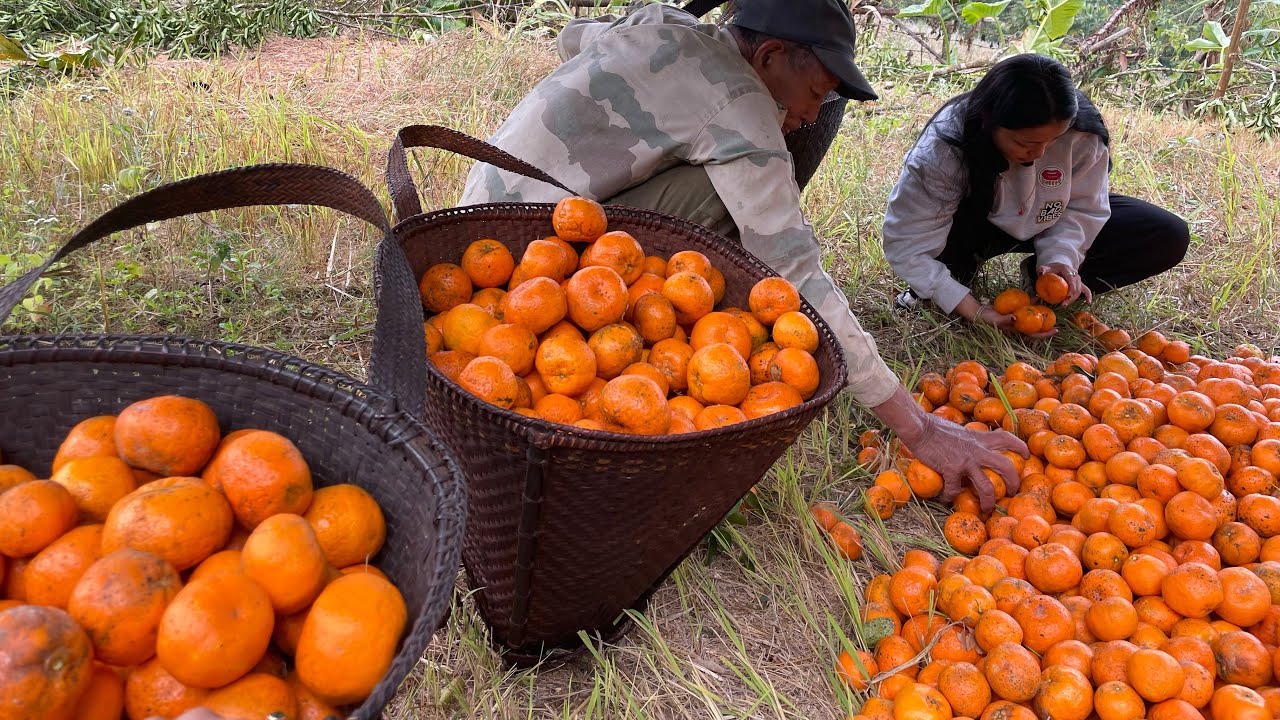 Plucking tangerines 🍊 🫧