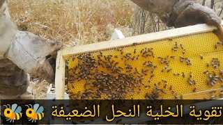 تقوية خلية النحل الضعيفة