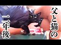 猫大反対だった父と猫の二年後