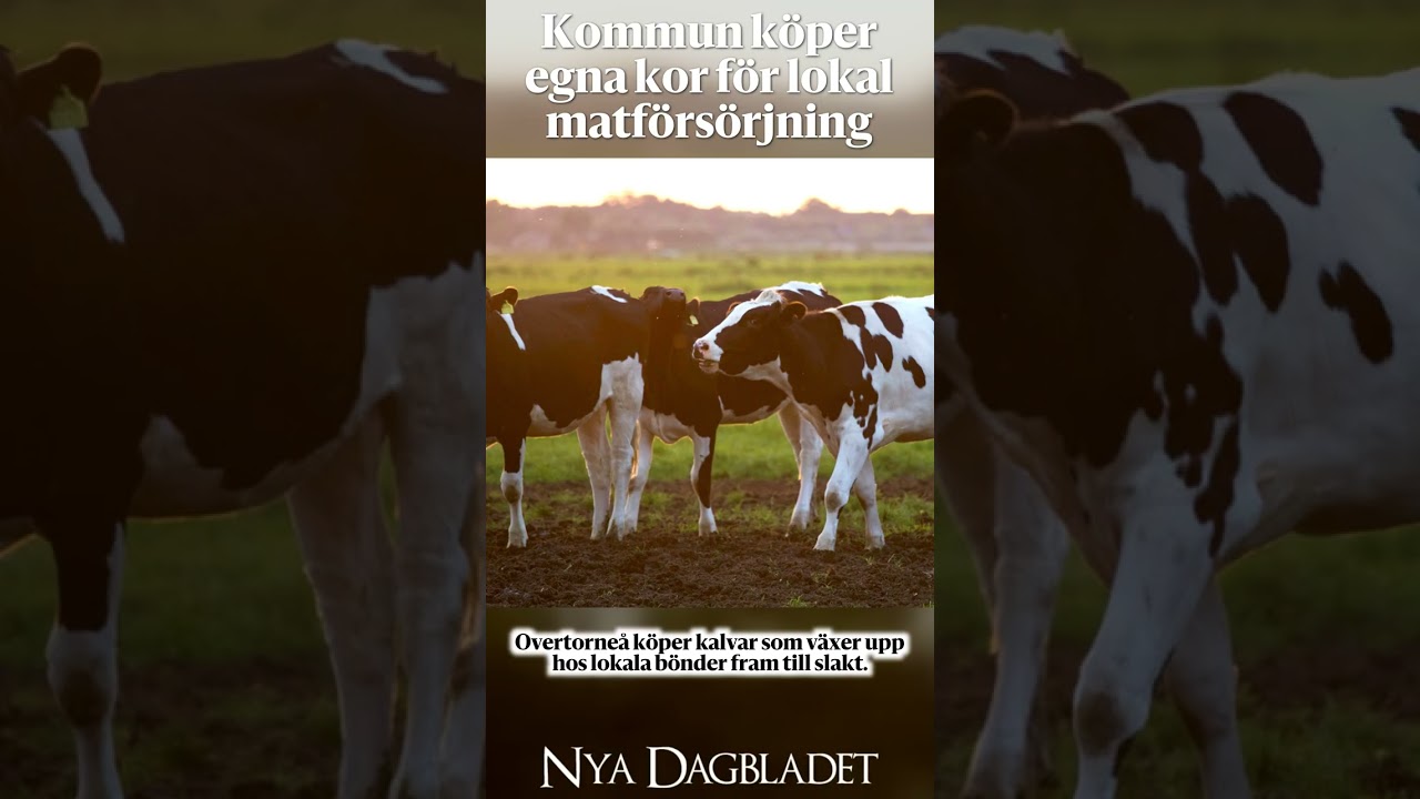 Kommun köper egna kor för lokal matförsörjning