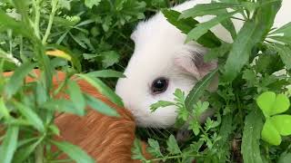 Asmor Guinea Pigs In The Garden
