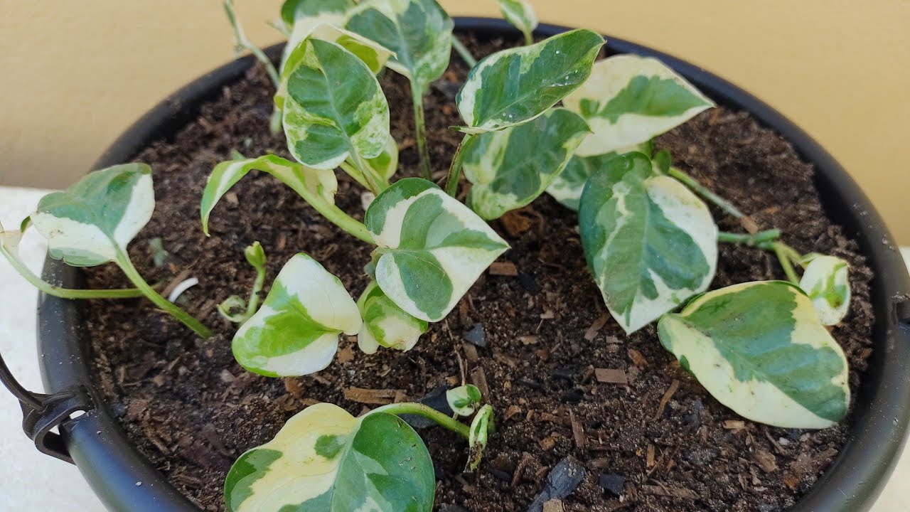 Jiboia Njoy: como plantar e cuidar