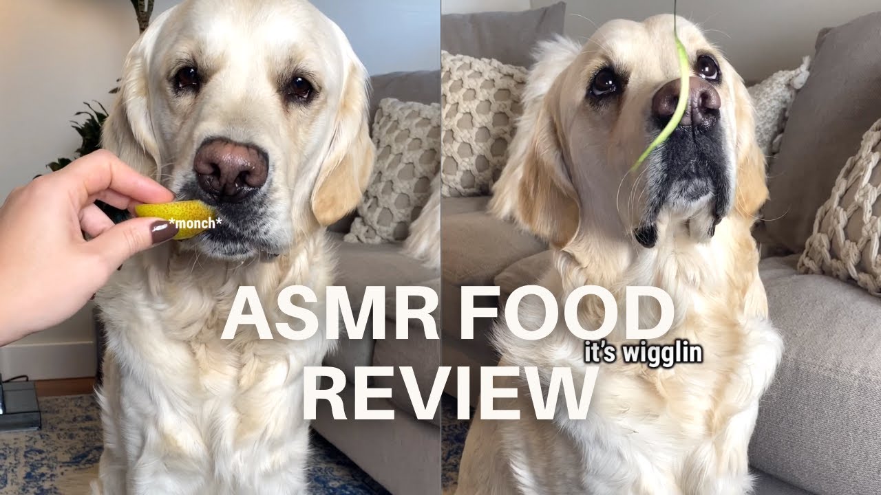 Golden Retriever Taste Tests New Foods ASMR Eating YouTube