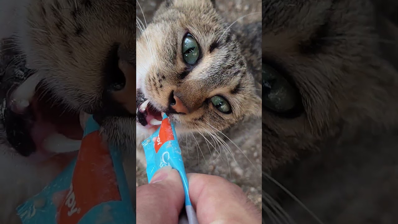 Cats in The City Mix! 