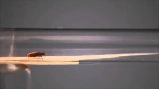 Movie File 8 Close up Dex15 male v1 0 20160321 26 @RoyalSocietyJournals
