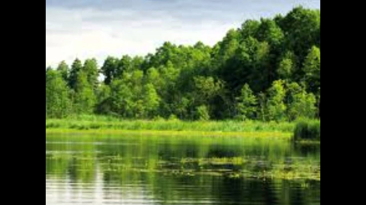 Resultado de imagen para ecologia y medio ambiente