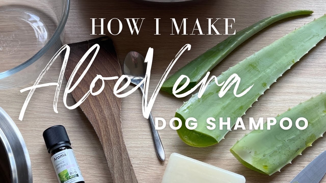 The Shiny Coat SECRET  🌿  Homemade Aloe Vera Dog Shampoo Recipe 🌿 