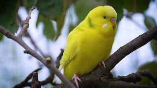 Evening Serenity 1 Hour of Calming Budgie Sounds screenshot 4