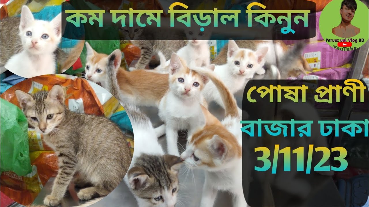 mix cat katabon market katabon animal market in bangladesh price Bd