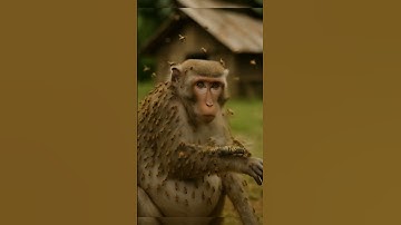 🐝 Bee attack pregnant Monkey😭#farmers#monkey#animals#wildlife