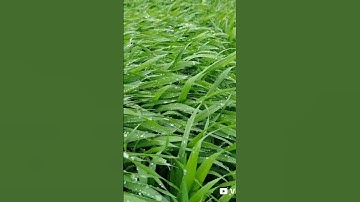 سورة الماعون بصوت ماهر المعيقلي