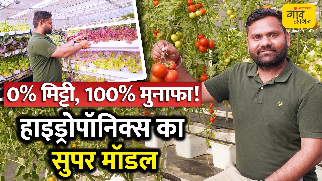 बिना मिट्टी की खेती का कमाल! ICAR पूसा में हाइड्रोपोनिक्स, एरोपोनिक्स से हाई-टेक पैदावार