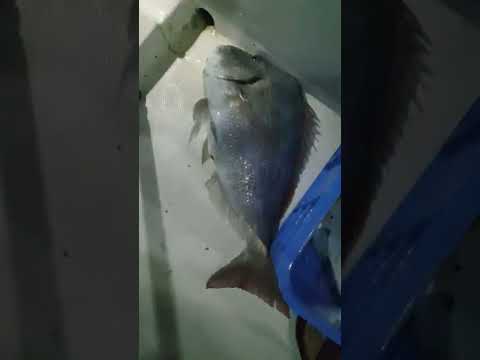 صيد كوفر ماشاء الله احلا قروب واحلا محسن للحجز كابتن ابو فارس 0509343007