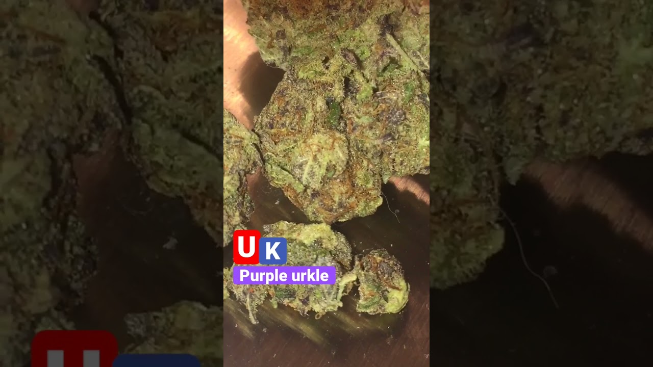 Purple urkle | Balaclavabuds