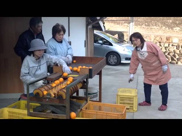 ➁みかんの選果台の選別機