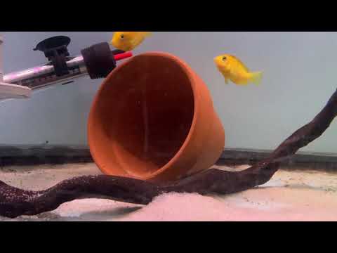 Pseudetroplus (Etroplus) maculatus 'Gold'