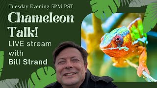 Chameleon Chat