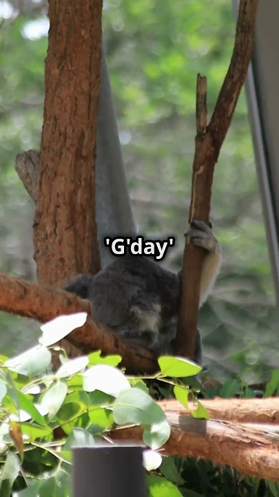 Top 5 Zoos in the World You Must Visit!