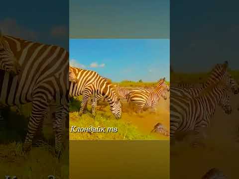 Зебра в битве с крокодилами.