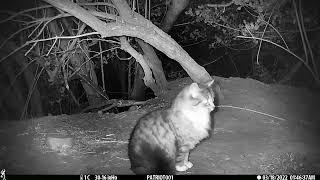 New Forest Explorers Guide - Badger and cat