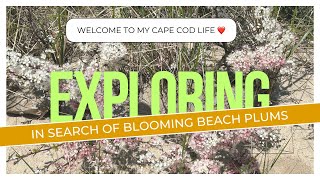 Finding where the beach plums are blooming to know where to harvest them this summer.