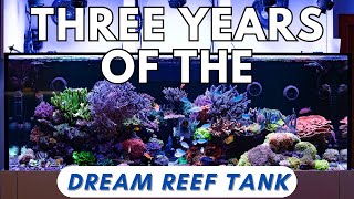 3 Years Of The Dream Reef Tank!!