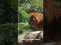 Lion_The growl