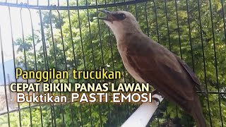 Trucuk BETINA memanggil Jantan Suara PIKAT AMPUH, pancingan trucukan gacor agar BUNYI EMOSI
