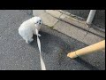 💉注射打たれし犬💉