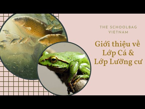 Video [TSBVN] Giới thiệu về Lớp Cá và Lớp Lưỡng cư - ngành... - youtube
