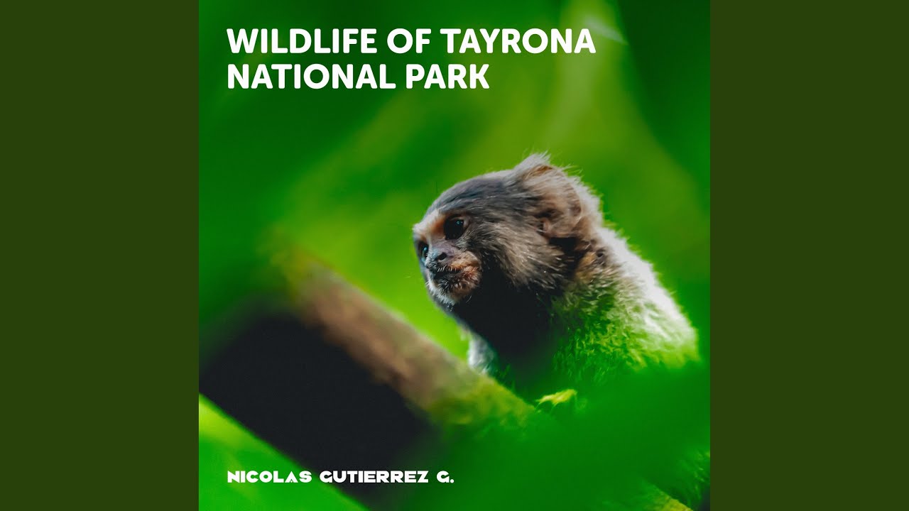 Wildlife of Tayrona National Park