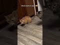 est Automatic Cat Toy for Hardwood Floors! 🐱✨ #shorts