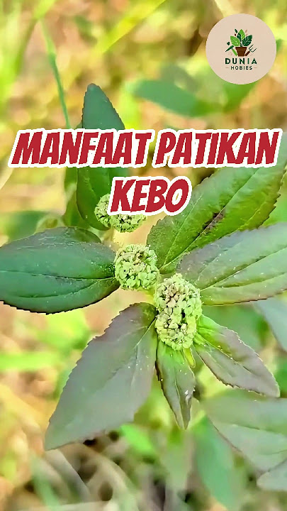 Manfaat Patikan Kebo