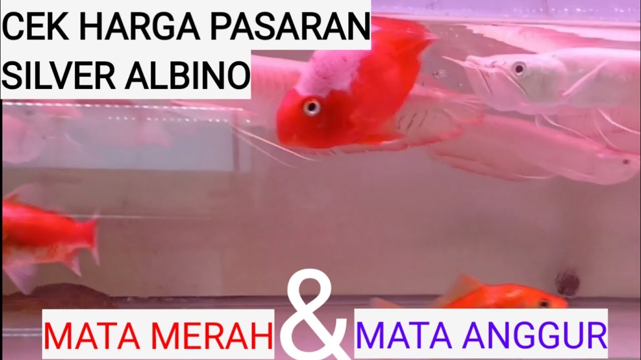 Arwana albino mata merah YouTube