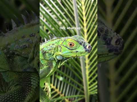 The Impact Of Green Iguanas In Florida – BioBubblePets