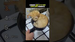 Ranking Best If It Fits I Sits Cats Moments