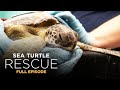 Sea Turtle Rehabilitation and Care