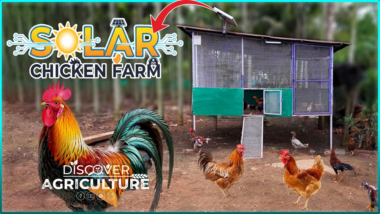 Solar-Powered Chicken Farm | Sustainable Poultry Shed by SELCO Foundation